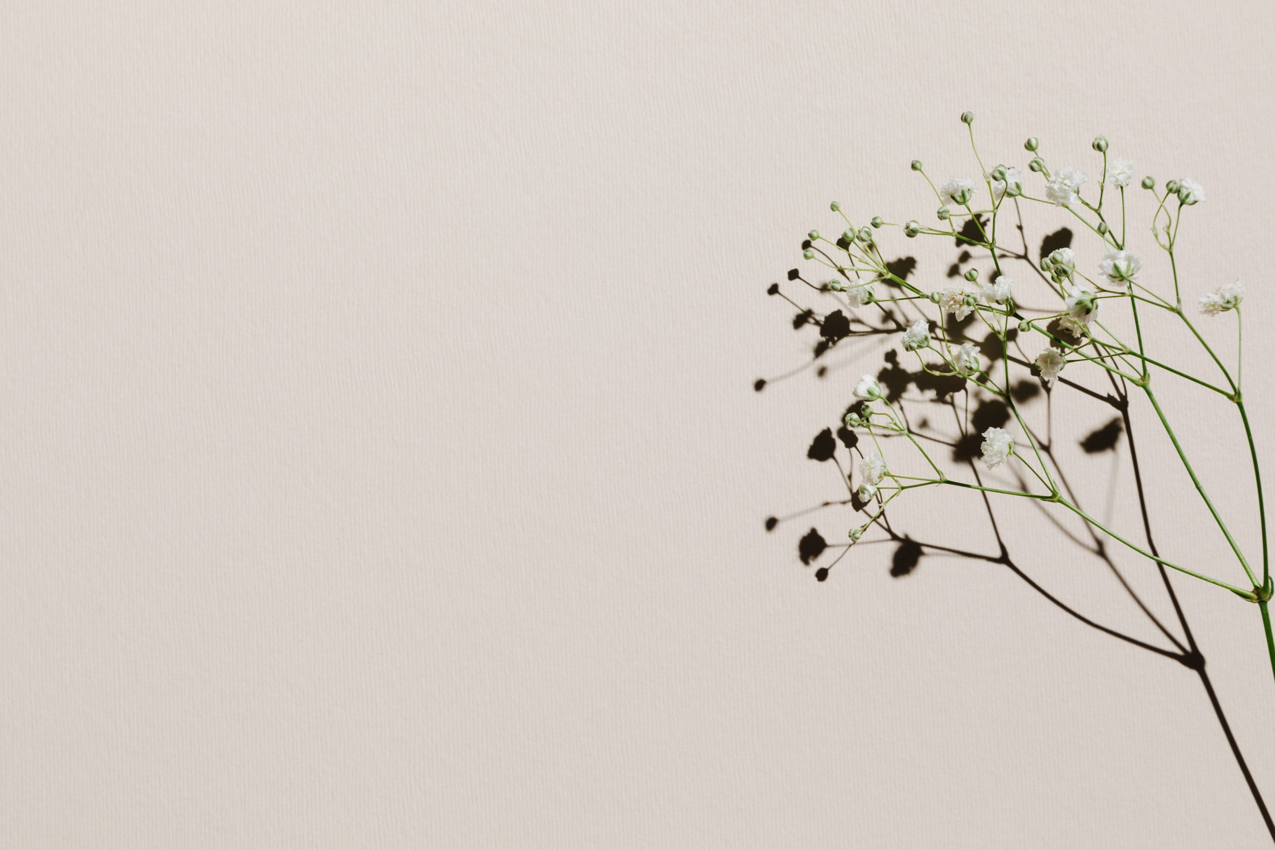 White small flowers over beige pastel background with trendy shadow and sunlight. Minimal summer template with copy space. Flat lay, top view